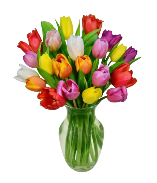 20 Spring Tulips in a Vase