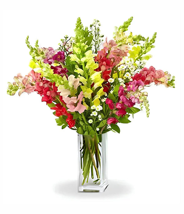 Super Snapdragon flowers in a vase