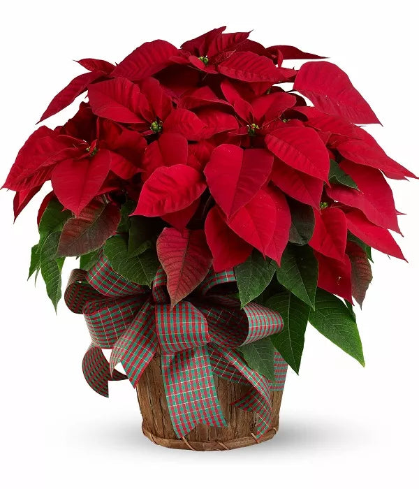 Supreme Poinsettia plant in basket with bow