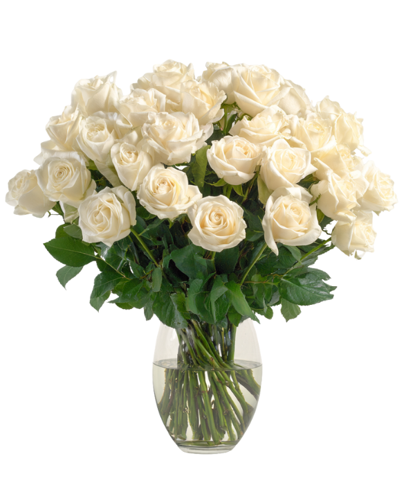 White roses in vase - white36_1