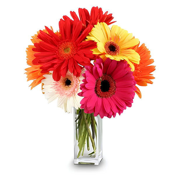 gerberas in a jar