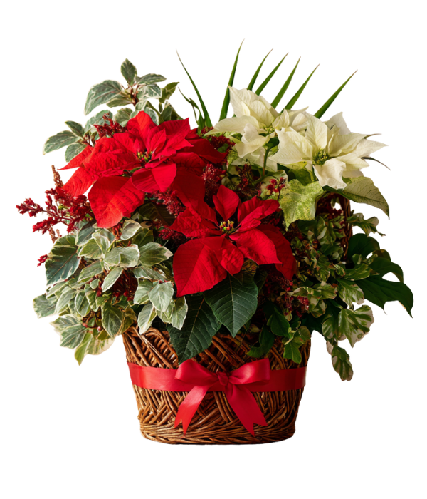Season's Greetings planter basket with red and white poinsettias.
